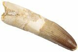 Real Spinosaurus Tooth - Partially Rooted #198832-1